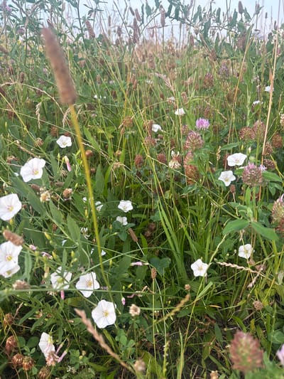The image depicts a close-up view of a dense meadow filled with various wild plants, predominantly green grasses and flowering plants. Several white bell-shaped flowers, likely bindweed, are visible, along with clusters of clover flowers in shades of pink and purple. Dried seed heads and stalks are interspersed throughout the vegetation, suggesting a late summer or early autumn setting. The overall impression is one of a natural, uncultivated field. There is no indication of any specific location within the city of Kalisz, Poland, or any human presence.