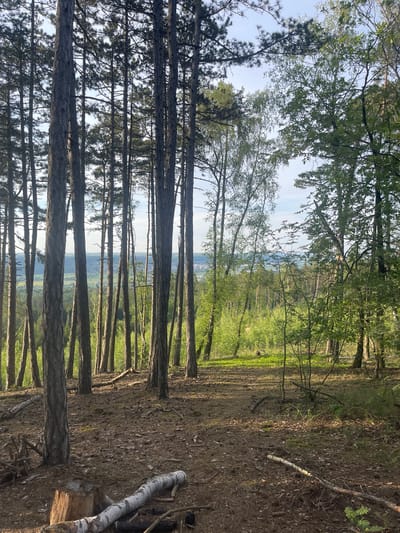 The image depicts a forest landscape in Jíloviště, Czechia. The foreground is dominated by tall, slender pine trees, their trunks running vertically in the frame. Sunlight filters through the tree canopy, creating alternating patterns of light and shadow on the forest floor, which is covered in brown leaves and scattered branches.
In the midground, there is a partial view of a distant valley with hints of green fields and possibly a small settlement. A few birch trees, characterized by their distinctive white bark, are also visible in the midground. To the right, a fallen birch log lies on the ground, partially obscured by undergrowth. The background shows a glimpse of a light blue sky.