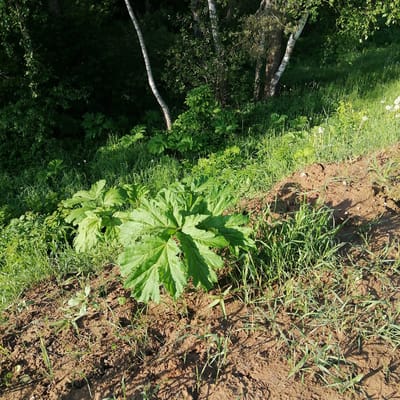 The image shows a patch of land with large, green, fan-shaped plants in Kryukovo, Russia. The plants are growing on a dirt slope covered in grass and weeds. Behind the plants, there is a wooded area with birch trees visible. The scene appears to be outdoors and sunlit. No people are visible.