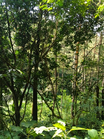 The image displays a dense forest located in Desa Mburukulu, Indonesia. The scene is characterized by abundant green vegetation, including numerous trees with varying trunk thicknesses and dense foliage. Sunlight filters through the overhead canopy, creating dappled lighting across the leaves and illuminating tree trunks in the background. Foreground elements include large, broad leaves, some exhibiting perforations consistent with insect damage. The environment consists solely of natural flora, with no identifiable human subjects, animals, or man-made objects present.