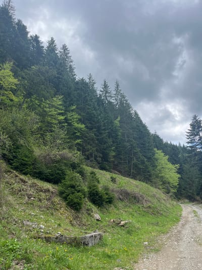 The image shows a landscape in Drianovo, Bulgaria, featuring a forested hillside under a cloudy sky. A gravel path runs along the right edge of the frame. Dense coniferous trees cover the majority of the hill, with some deciduous trees mixed in. The hillside is covered in green grass and small shrubs, with some yellow wildflowers visible near the path. No people, objects, actions, or interactions, besides the environment, are visible.