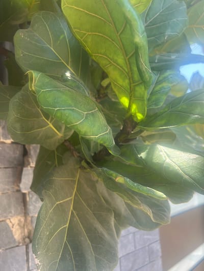 The image shows a close-up of a fiddle-leaf fig plant, with large, dark green leaves featuring prominent lighter green veins. Sunlight streams through some of the leaves, creating bright highlights and casting shadows. The plant is set against a background that includes a textured grey brick wall on the left and a blurry, bright area on the right, possibly indicating an outdoor or well-lit indoor space. There are no people visible in the image. The scene is likely located outdoors or near a window in a residential or urban setting. Given the request to include the location in Or Akiva, Israel, this image captures a detail of the flora that could be found in this city.