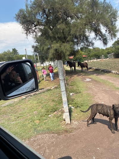 The photograph, taken in Cañada de Madero, Mexico, appears to be captured from inside a vehicle, looking out toward a scene involving people, animals, and the surrounding environment.
Foreground: The side mirror of the vehicle is visible in the lower portion of the image, reflecting the photographer holding a phone in their hand, making a peace sign with their fingers. The car window frame is partially visible on the right side of the frame.
Midground: A grassy area extends from the vehicle's perspective towards a partially dirt road. A tan, striped dog is seen mid-stride, near the edge of the road. Adjacent to a gray metal fence are three people: two adults and a child. The adult nearest the fence is wearing a red and black striped shirt with blue jeans. The second adult is partially obscured but appears to be wearing a gray shirt. A child in a pink top and khaki pants stands between them. Beyond the people and the fence, two dark-colored horses or donkeys stand near a field.
Background: A field extends into the distance, bordered by trees and other vegetation. Buildings are sparsely visible. The sky is clear, with a few clouds.
Overall, the scene portrays a roadside view from within a car in Cañada de Madero, Mexico, capturing an interaction between people, animals, and the surrounding environment.