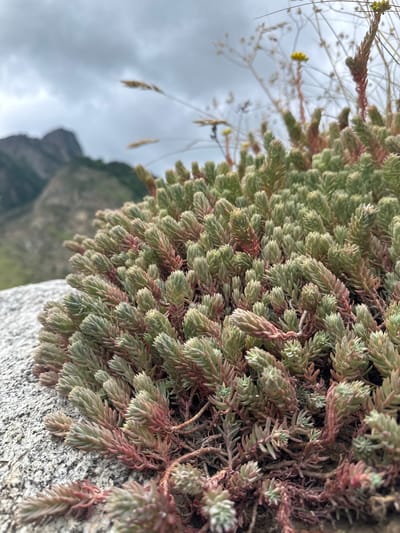 The image is a close-up, vertically oriented photograph of a succulent plant with small, tightly packed leaves. The plant has a predominantly green color, with some reddish-pink hues appearing on the stems and the tips of some leaves, suggesting the influence of sunlight or environmental stress. The leaves are fleshy and appear to be arranged in a dense, overlapping pattern along trailing stems. The plant is growing on a rough, grey surface, likely a rock.

In the background, the scene is out of focus, but it suggests an outdoor environment with a cloudy sky. There are hints of distant mountainous terrain and some fine, wispy vegetation. A few small, yellow flowers are visible, appearing as tiny specks against the muted background. The overall impression is one of rugged natural beauty, with the succulent thriving in a somewhat harsh environment.

The lighting suggests it could be daytime, possibly overcast, given the soft light and cloudy sky. The image conveys a sense of delicate resilience, highlighting the texture and intricate details of the plant's growth. There is no visible text in the image. The location context provided is Verkhnyaya Balkariya, Russia, which aligns with the appearance of the mountainous landscape and hardy vegetation.