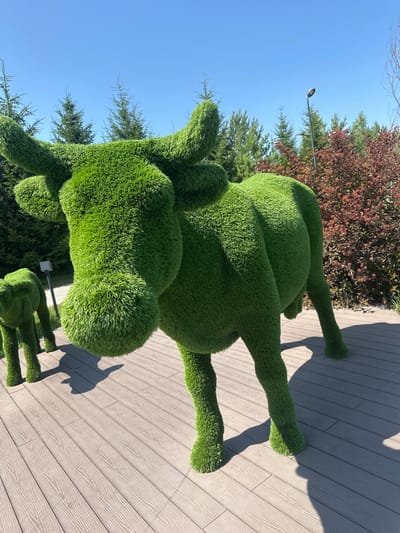 The image shows a bright, sunny day with a clear blue sky. In the foreground, two sculptures resembling cows, covered in green artificial turf, stand on a wooden deck. The larger sculpture is in the center, facing left with its head lowered. A smaller sculpture, presumably a calf, is to the left of the larger one, also facing left. Behind the sculptures, a line of evergreen trees and bushes with red and green foliage are visible. A lamppost stands in the background on the right. The ground beneath the sculptures is a greyish wooden deck with a visible wood grain pattern. The scene is outdoors, likely in a park or public space in the city of Металлплощадка, Russia. No people are visible in the image.