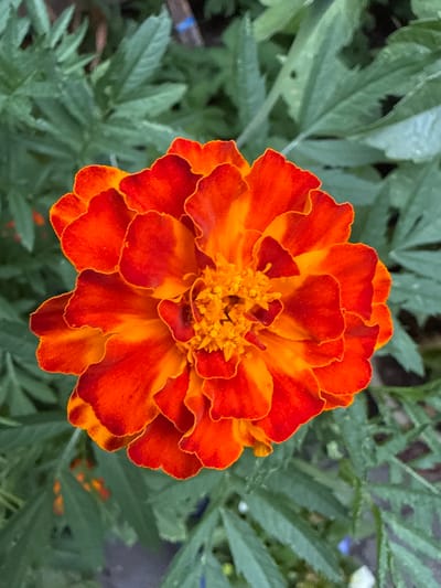 A close-up, overhead shot captures a vibrant marigold flower in full bloom. The petals exhibit a gradient of rich orange to deep red, with ruffled edges. The center of the flower is a cluster of bright yellow, textured florets. The flower is set against a backdrop of soft-focus green foliage, suggesting an outdoor garden setting. The image does not contain any information that would allow for the identification of its specific location within Test Valley, United Kingdom.