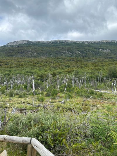 A lush, green mountainside slopes down, dotted with the stark white trunks of dead trees. A single brown fox stands amidst the verdant landscape. A weathered wooden railing sits in the foreground. A cloudy sky blankets the scene. The image conveys a sense of tranquility and the natural beauty of a mountainous region.