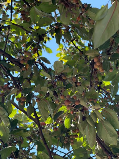 An eye-level, full shot captures the branches of a tree laden with small, round, reddish-brown fruits, set against a bright blue sky. The scene is abundant with green leaves, some of which are tinged with red along their veins and edges. Sunlight filters through the foliage, creating dappled patterns of light and shadow. The image is oriented vertically, with the majority of the frame filled with the fruit-bearing branches and leaves. The context of Köprübaşı, Turkey, suggests this may be an orchard or a naturally occurring tree in a park or natural area within the city.