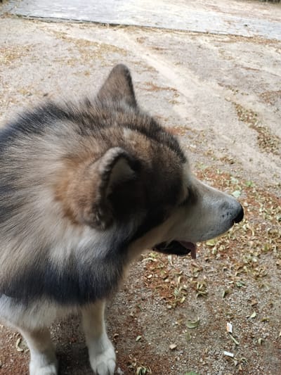 This is a close-up, eye-level shot of an Alaskan Malamute dog, facing to the right of the frame. The dog has thick, multi-colored fur in shades of grey, brown, and white, with prominent dark markings on its back and neck. Its ears are erect and pointed, and its mouth is slightly open, with its pink tongue visible. The dog appears alert and possibly panting, suggesting it might be warm or active.
The setting is outdoors, on a ground covered with gravel and fallen leaves. In the background, a light-colored paved surface is visible, suggesting a pathway or road. The lighting suggests it is daytime, with natural light illuminating the scene. The overall impression is of a calm, possibly domestic or park-like environment. There is no visible text in the image.