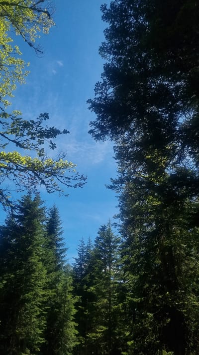 The image is a low-angle shot looking up into a forest canopy with a blue sky visible between the trees. The trees surrounding the blue sky look very green, some of which are lighter in color and appear to be new leaves. Other trees appear darker green and fully matured. There are no people or recognizable objects visible in the image other than trees and the sky. There is no information available about the location of the image being in Dedovo, Bulgaria.
