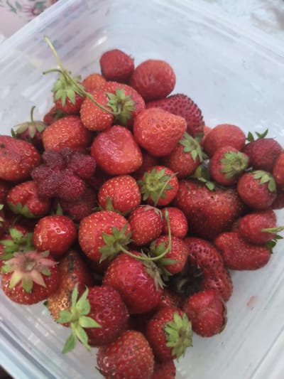 A close-up, overhead shot shows a clear plastic container filled with fresh strawberries. The strawberries vary in size and ripeness, with most being a vibrant red. Some have their green tops still attached. The container appears to be sitting on a surface with a blurry background that includes a floral pattern, possibly from a tablecloth or other fabric. The image does not contain any information related to the city of Lisakovsk, Kazakhstan.