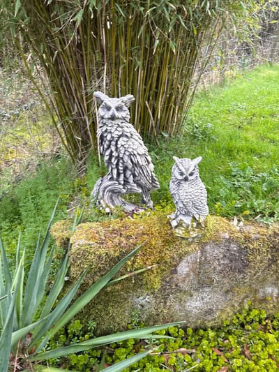 Two concrete owl statues are positioned in a garden or outdoor setting. One is larger and closer to the foreground, resting near a clump of bamboo stalks. The second, smaller owl is situated near a rock or wall covered in moss and various green plants. The location, according to the prompt, is Minsterley, United Kingdom.