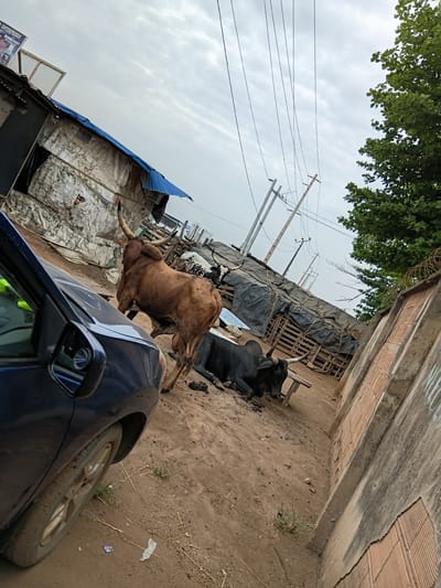 The image shows a dirt alley in Akute, Nigeria. A dark blue car is parked on the right side of the alley, facing away from the camera. Two bulls are near the car; one brown and standing, the other black and lying down. In the background, there are wooden pallets covered with a dark tarp, utility poles, and a dilapidated building with a blue roof. A wall with barbed wire is on the right. There is foliage in the upper left of the frame.