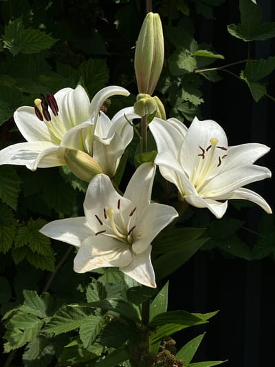 This is a close-up, eye-level, outdoor photograph featuring a cluster of white lilies against a dark, blurred background of green foliage. The scene is bathed in bright, natural sunlight, suggesting it is daytime, likely morning or afternoon, given the harsh shadows. The lighting highlights the delicate textures of the lily petals, the prominent stamens with their dark anthers, and the glossy green leaves. One large lily bloom is centered in the frame, with two other open blooms partially visible and a large, green bud on the left, hinting at ongoing growth and blooming. The setting appears to be a garden or natural landscape in Izobilnyy, Russia, characterized by lush greenery. The overall mood is serene and natural, emphasizing the beauty of the flowers. There is no visible text in the image.