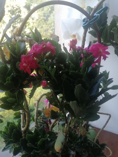 In Milzkalne, Latvia, a close-up shot focuses on a flowering Kalanchoe plant, its vibrant pink blossoms contrasting with the deep green of its serrated leaves. The plant's woody stems are entwined and supported by a curved, light brown wooden stake, which is secured with a teal plastic clip. In the soft-focus background, a white orchid plant is visible, suggesting a greenhouse or indoor setting. The lighting indicates it is daytime, with sunlight filtering through a window, creating a gentle bokeh effect on the foliage and casting subtle shadows. The overall impression is one of botanical diversity and delicate growth.