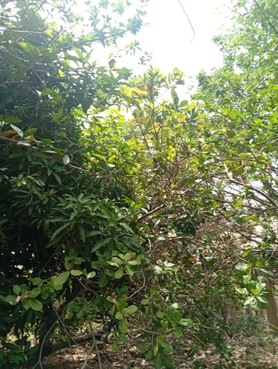 The image captures a dense canopy of green foliage, dominated by the branches and leaves of several trees. The sunlight filters through the leaves, creating dappled patterns of light and shadow. The leaves vary in size and shape, with some appearing broad and elongated, while others are more rounded. The branches are a mix of thin twigs and thicker limbs, some of which are bare of leaves, revealing their woody structure. The ground beneath the trees is covered with fallen leaves and debris, suggesting a natural or somewhat unkempt outdoor environment. In the background, a muted, light-colored structure, possibly a wall, is partially visible through the dense greenery. The overall impression is one of lush vegetation in a somewhat wild or overgrown setting. The image is static and depicts no human presence or activity.