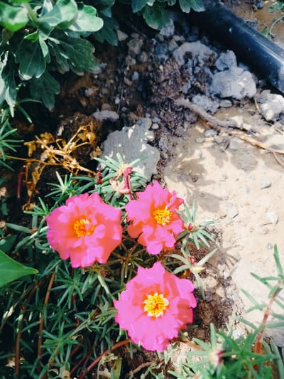 A close-up, high-angle shot captures three vibrant pink flowers with yellow centers, likely purslane or a similar succulent variety, growing in soil. The flowers are the primary subjects, with their delicate petals and intricate stamens clearly visible. The surrounding environment consists of dry, sandy soil interspersed with small pebbles and larger clumps of darker earth, indicating an outdoor setting possibly in a garden or natural landscape. Green, needle-like foliage of the plants frames the flowers, with some dry, brown plant matter visible in the background. The lighting suggests it is daytime, with shadows cast across the ground. A dark, curved object, possibly a pipe or hose, is partially visible in the upper right portion of the image, suggesting human intervention or infrastructure in the area. The overall scene is one of natural beauty set against a somewhat arid backdrop. The location of Қарабұлақ, Kazakhstan, is noted but not visually evident in the provided image.
