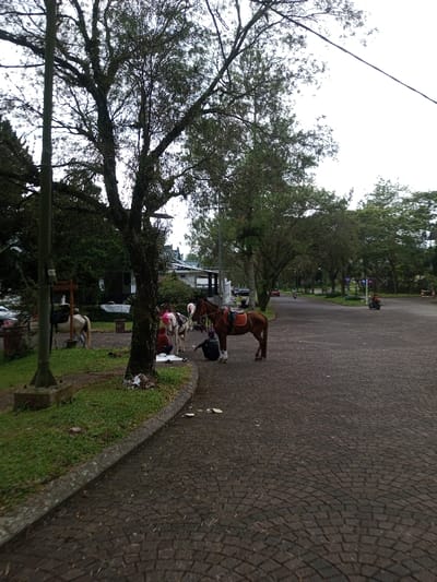 A roadside scene shows a group of horses with saddles, likely ponies for rides. Several people are gathered around the horses, one appearing to be tending to them. The road is paved with cobblestones. The scene is framed by trees and foliage, with buildings visible in the background. A motorcycle and car travel down the road in the distance. The weather appears overcast.