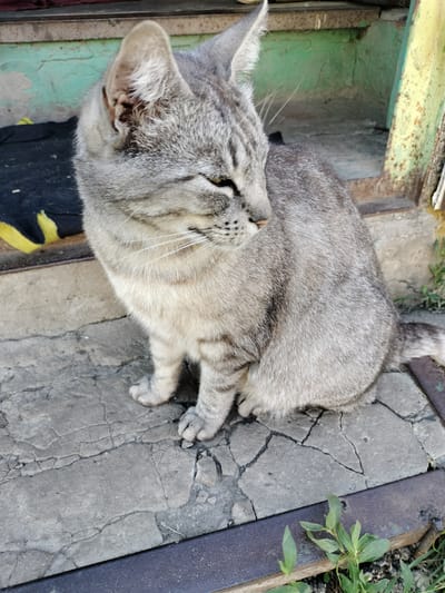 A grey tabby cat sits on cracked concrete steps outdoors, facing to the right with its head turned and eyes partially closed. The cat has prominent whiskers and its fur is a mix of light and dark grey stripes. Behind the cat, a black object with a yellow accent is visible on the steps. The background shows weathered green and yellow painted surfaces, suggesting an exterior wall or structure. Small green plants are growing in the foreground and to the right of the cat. The scene appears to be in Lykhove, Ukraine.
