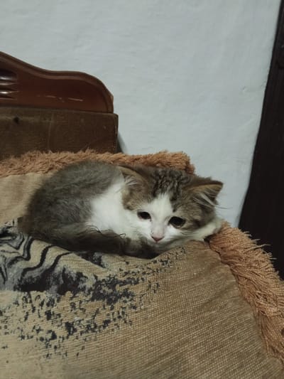 The image shows a fluffy, medium-haired cat, predominantly white with patches of grey and brown fur, curled up on a textured, light brown fabric surface. The cat has large, dark eyes and a pink nose. The fabric appears to be part of a cushion or blanket, with a fringe detail visible on the right side. Behind the cat, a brown wooden headboard or furniture piece with carved detailing is partially visible. The background consists of a plain, textured white wall and a dark vertical element, possibly a door frame. The scene is indoors, with soft lighting. No specific location in Urus-Martan, Russia can be determined from the visual information.