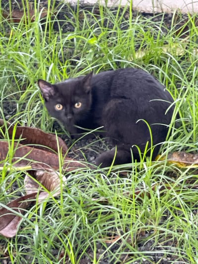 A black cat with bright yellow eyes is nestled amongst lush green grass. The cat is positioned in the center of the frame, looking directly up at the camera. Its fur appears sleek and its ears are alert. The grass is tall and somewhat wild, with some blades curving around the cat's body. To the right of the cat, a couple of dried, brown, leaf-like objects are visible, adding texture and contrast to the scene. In the background, the ground appears to be a mix of dark soil and small stones. The lighting suggests it could be daytime, possibly overcast, as there are no strong shadows. The overall impression is a close-up view of a domestic cat in a natural, outdoor setting in Pa Khlok, Thailand. There is no visible text in the image.