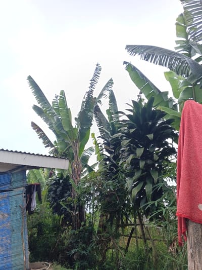 Banana trees tower over a corrugated metal structure, their broad leaves reaching towards a pale sky. Lush vegetation fills the space below, with other leafy green plants adding to the density. A red cloth hangs from a wooden pole in the foreground. The scene evokes a sense of tropical abundance, with a touch of rustic living visible in the building and the hanging laundry.