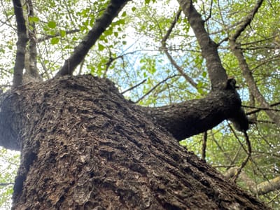 The image shows a low-angle view looking up at the textured bark of a large tree trunk. The trunk is dominant in the foreground, with its rough, dark brown surface taking up a significant portion of the frame. Branches extend upwards and outwards, some appearing thicker than others, disappearing into the canopy of green leaves. The leaves are out of focus, creating a dappled effect against the bright sky visible through the branches. The sky appears a pale blue with some scattered white clouds. The scene suggests an outdoor environment, likely a park or wooded area. There are no people or animals visible in the image. The location is specified as Plysove, Ukraine.