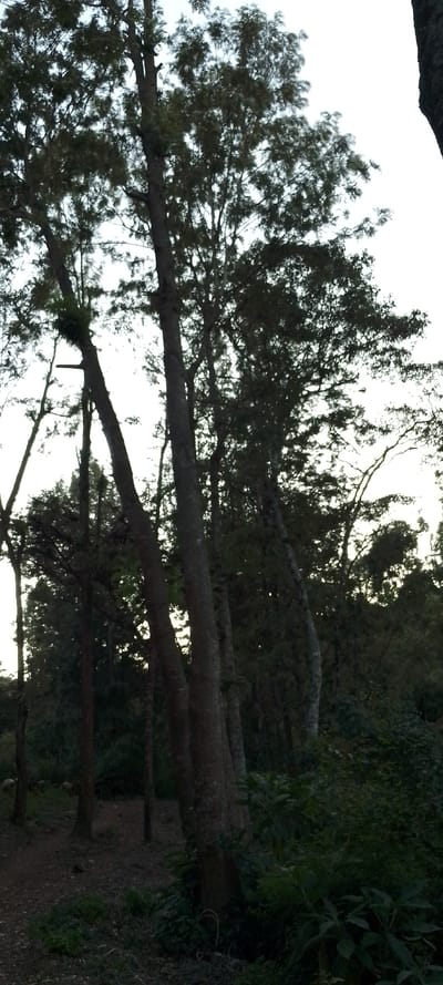 A dense forest scene dominated by tall, slender trees reaching towards a muted sky. The tree trunks are dark and textured, interspersed with patches of green foliage. Undergrowth of shrubs and plants carpets the foreground, creating a sense of depth. The image is dimly lit, casting shadows and obscuring details in the dense vegetation, suggesting a secluded and natural environment.