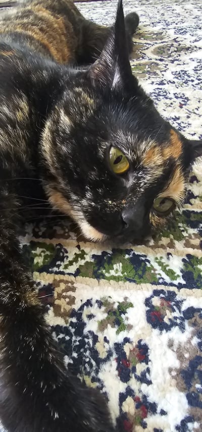 A tortoiseshell cat is lying down on a patterned rug. The cat is primarily black with patches of brown and orange. Its eyes are green and it is looking towards the right side of the frame. The rug has a busy pattern with various colors including white, black, green, and brown. The image is taken from a high angle, looking down at the cat. There is no indication of the city of Karshi, Uzbekistan, in the image.