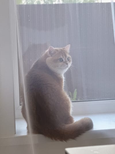 An orange cat is lying on a window ledge behind a screen. The location is not discernible from the image.