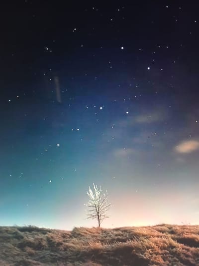 The image presents a view of the night sky over what appears to be a hillside covered in vegetation. A single, bare tree is silhouetted against the lighter portion of the sky near the horizon. The sky itself transitions from a deep blue/black color dotted with numerous stars to a lighter blue/white towards the horizon. The hillside is textured and possibly covered in moss or other low-lying plants. There are no people visible. The location is unknown as the city is not mentioned or clearly visible in the provided image.