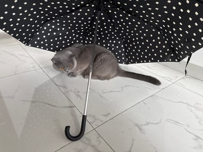 An adult, grey British Shorthair cat with orange eyes is crouched beneath a black umbrella patterned with white squares. The umbrella is open and positioned over the cat, with its handle, a black curved hook, resting on the floor. The floor is tiled with white marble-patterned squares, and there are visible water droplets scattered across it, suggesting a wet environment. The cat is looking directly at the camera with a slightly tense expression. The background is out of focus but appears to be a bright, indoor space. The scene is located in Zielona Góra, Poland.