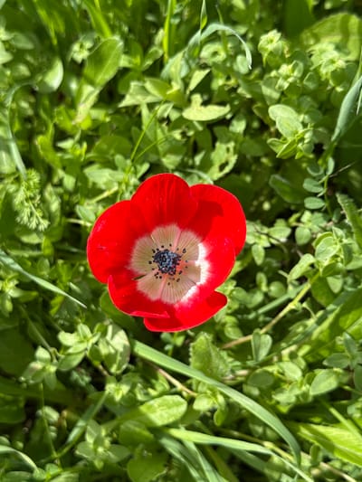 A single Anemone coronaria flower, presenting five vivid red petals with a distinct white inner ring and a dark blue-black central reproductive structure, is depicted in full bloom. The flower is positioned slightly off-center against a dense, verdant background composed of various green leaves and blades of grass, rendered in soft focus. Natural daylight illuminates the scene from above, highlighting the flower and surrounding foliage. No human figures, animals, or artificial objects are present. The environmental setting is characterized by lush, healthy vegetation. This scene is located in the city of Modiin-Maccabim-Reut, Israel.