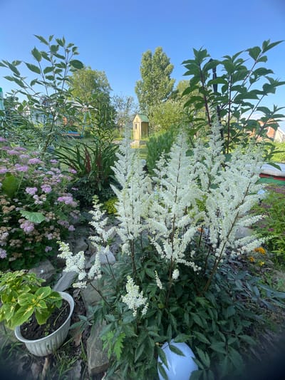 The image depicts a vibrant garden scene under a clear blue sky, suggesting a bright, sunny day. The foreground is dominated by lush greenery and a profusion of white and pink flowers. Tall, feathery white blooms, possibly Astilbe, cascade downwards, creating a dramatic visual effect. Beneath them, clusters of smaller pink flowers add a softer, more delicate touch.
Various plants with different leaf shapes and textures are visible, creating a rich tapestry of green. Some plants have broad, serrated leaves, while others display finer, more delicate foliage. A few scattered yellow flowers can be seen amongst the greenery, adding small pops of color. Large grey rocks are integrated into the garden, providing a naturalistic element and a textured contrast to the soft flowers.
In the background, hints of a dwelling are visible, including a portion of a brick building and a small, light-colored wooden structure with a green roof. The presence of trees suggests a rural or suburban setting. A white object, possibly a ceramic pot or a garden ornament, is partially visible on the right side of the image. A glimpse of a blue structure, perhaps part of a play area or garden feature, can be seen further in the distance.
The overall impression is one of a thriving, well-maintained garden, bursting with life and color. The bright sunlight and clear sky contribute to a cheerful and inviting atmosphere. The image appears to be taken in Knevichi, Russia, based on the provided context. No text is visible in the image.