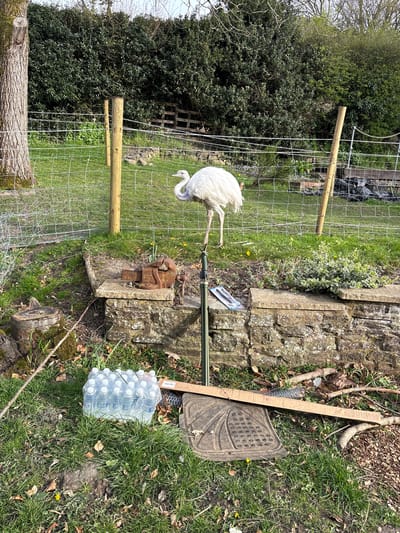The image shows an outdoor scene in Snailbeach, United Kingdom. A white rhea stands near a wire fence supported by wooden posts. Adjacent to the fence, there's a stone structure with a rusty vise attached. Next to the stone structure, a collection of objects lies on the grass, including a wooden board, a rubber mat, and a wrapped case of plastic water bottles. The ground is covered in grass, leaves, and other debris. In the background, trees and bushes are visible.