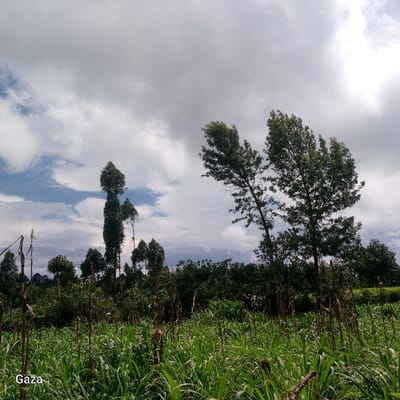 The scene depicts an agricultural landscape in Bonyamaro ward, Kenya. The foreground consists of a dense field of vibrant green, grass-like vegetation, approximately 0.5 to 1 meter in height, interspersed with taller, dried stalks from a previous or different crop, standing up to 2 meters. In the midground, a continuous line of various trees and dense green foliage forms a natural boundary. Several tall, slender trees, some exhibiting a noticeable lean to the right, are visible within this line. The sky above is partially overcast with large white and grey cumulus clouds, revealing segments of blue sky, particularly towards the upper left. No individuals, animals, or artificial structures are present within the frame, and no actions or interactions are depicted.