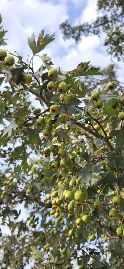 A close-up, vertical shot shows a tree branch laden with unripe, green hawthorn berries against a bright, cloudy sky. The berries are small and round, with a darker blossom end. The leaves of the tree are lobed and serrated, some showing signs of minor damage or discoloration. In the background, the bokeh effect blurs the branches and foliage of other trees and the sky, suggesting an outdoor setting. The specific location is a park in the village of Syrymbet, Kazakhstan. No people are present in the image, and no actions are being depicted.