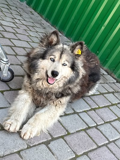 A fluffy dog with striking blue eyes lies on a paved surface in front of a green corrugated metal fence. The dog appears to be a mixed breed, possibly with husky or malamute ancestry, given its thick fur and facial features. A yellow tag with a QR code is attached to its right ear. To the left of the dog, a silver metal caster wheel is visible. The paving stones are rectangular and laid in a pattern, with some moss growing in the gaps. The overall lighting suggests it is daytime. This scene is located in the city of Onguday, Russia.