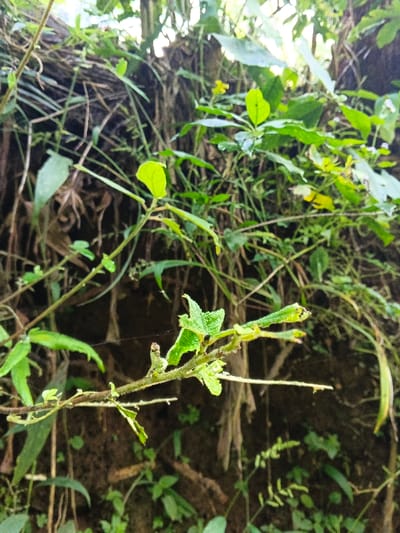 The image displays a close-up of dense, natural vegetation located in Mengzi City, China. In the foreground, a green plant stem with multiple small, textured green leaves is in sharp focus, extending diagonally from the lower left towards the upper right. A thin, white strand resembling a spiderweb is visible in the lower-left quadrant. The midground features out-of-focus green foliage of varying shades and some dry, brown plant debris. Small yellow flowers are vaguely discernible within the blurred midground vegetation. The background is a dark, indistinct mass, indicative of further dense, out-of-focus plant material or obscured earth. No individuals, animals, specific actions, or man-made objects are present.