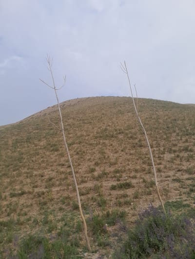 This is an eye-level, outdoor, medium shot of a dry, grassy hill with two tall, thin, bare trees standing vertically in the foreground. The hill is covered in dry, short grass and some patches of green vegetation. In the lower right corner of the image, there is a cluster of purple flowers. The sky is overcast with light gray clouds. The scene appears to be in a rural or natural setting. The location is specified as Кыргыз-Каба, Kyrgyzstan.