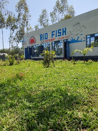 The image displays the exterior of a single-story building identified as "RIO FISH RESTAURANT" in Kobura ward, Kenya. The building's white facade features "RIO FISH" in large blue capital letters, with "RESTAURANT" and "FISH GONE RIGHT!" in smaller red text below. A blue and black mural of a fish with water splashes is painted on the right side of the facade. A circular red and white logo, partially visible on the left, reads "Fresh & Clean." The building has multiple blue-framed windows with dark, reflective glass, several equipped with open blue shutters. A central open blue door provides entry, and another open blue door or shutter is visible to the right. The foreground is dominated by an expanse of green grass with some weeds and brown patches. A small, leafy green plant stands in the central foreground, with another smaller plant positioned closer to the building. Tall, slender trees with sparse green foliage line the background and the left side of the building. A clear blue sky is visible above. A small structure with a light-colored roof is partially visible in the far left background, obscured by trees. No individuals are present in the scene, and no specific actions or interactions are depicted.