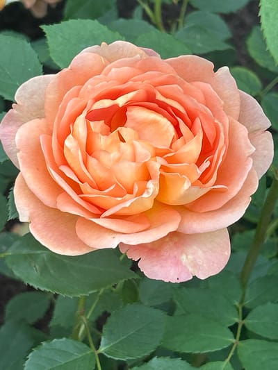 A close-up, vertical, eye-level shot shows an open peach-colored rose in full bloom. The petals are tightly packed and layered, with ruffled edges. The center of the rose has a more intense, vibrant orange hue, transitioning to a lighter peach towards the outer petals. Subtle pink undertones are visible on some of the outermost petals. The rose is surrounded by dark green, serrated leaves, some of which are slightly out of focus in the background. The lighting suggests an outdoor setting, possibly a garden, with soft, natural light illuminating the flower. The overall impression is one of delicate beauty and natural abundance. This image was taken in Mount Royal, Canada.