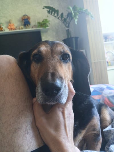 A close-up shot captures a dog's face and part of its body resting against a person's leg. The dog, a mixed breed with brown and black fur, is looking directly at the camera. Its right ear is floppy, and its left ear is partially visible. A human hand is gently supporting the dog's chin. The background is blurred, showing a shelf with figurines and a plant, suggesting an indoor setting. The overall lighting is soft, with a bright light source to the right of the frame. The image does not provide any specific information or context related to the city of Krayevsko-Armyanskoye, Russia.