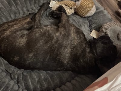 A brindle-colored dog is curled up and sleeping in a gray, plush dog bed. The dog has a toy with a tag nearby. Part of a white blanket is visible in the upper left corner of the image. The location and city are not evident.
