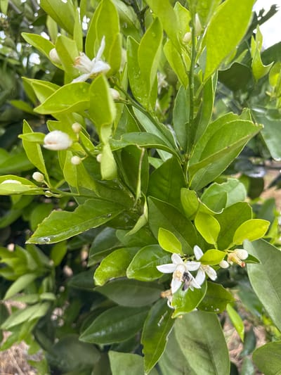 The image shows a close-up view of an orange tree branch in bloom. It is likely located in Naolinco de Victoria, Mexico. The tree has green leaves and white flowers. A small black bee is on one of the flowers. Some of the leaves have water droplets on them. The background is slightly blurred, suggesting that the focus is on the branch and its components.