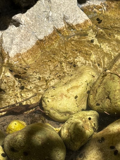 The image shows a close-up, overhead view of several water striders on the surface of shallow, clear water. The water striders are small, dark insects with long, spindly legs that allow them to walk on the water's surface tension. They are spread out across the water, with some clustered together and others more isolated. The water is flowing over smooth, rounded rocks that are submerged beneath the surface. The rocks are various shades of green and yellow, and some are covered in a thin layer of algae or sediment. The lighting suggests it is daytime, with sunlight reflecting off the water's surface, creating shimmering highlights. There are no people or man-made objects visible in the image. The scene appears to be a natural aquatic environment.