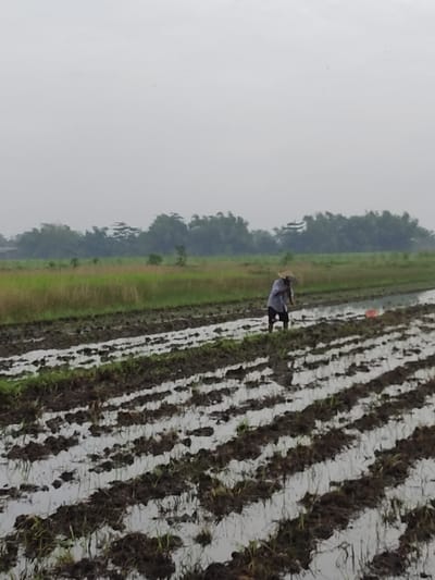 The image captures an agricultural scene in a rice paddy field located in Wonoayu, Indonesia. The foreground and midground are dominated by an expansive, flooded field where rice is cultivated. Distinct rows of tilled earth or young rice plants are visible, partially submerged in water that reflects the bright, hazy sky.
In the middle of the field, a single person is seen standing in the water, engaged in farming activity. They are wearing a traditional conical straw hat, commonly known as a "caping," and dark clothing. Their posture suggests they are actively working, possibly planting rice shoots or tending to the crops.
The background features a verdant line of trees and lush green vegetation, forming a natural border to the paddy field. Above the treeline, the sky appears overcast or hazy, indicating a lack of direct sunlight, suggesting either a cloudy day or a time of day like late morning or afternoon. No strong shadows are cast. The overall setting conveys a tranquil, rural atmosphere centered on traditional rice cultivation practices. There is no visible text in the image.