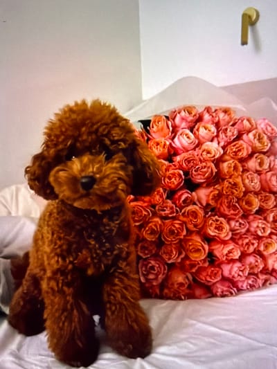 A small, reddish-brown poodle sits on a white, wrinkled surface, likely a bed. To the right of the poodle is a large bouquet of pink and coral roses. Behind the bouquet, a white sheet is draped, and further back, a gold-colored hook or handle is mounted on a plain, off-white wall. The poodle is facing forward with its head slightly tilted. The lighting appears soft, possibly from an indoor source, creating shadows on the wall. The scene is static, with no apparent activity. The image does not contain information to place it in Beșalma, Moldova.