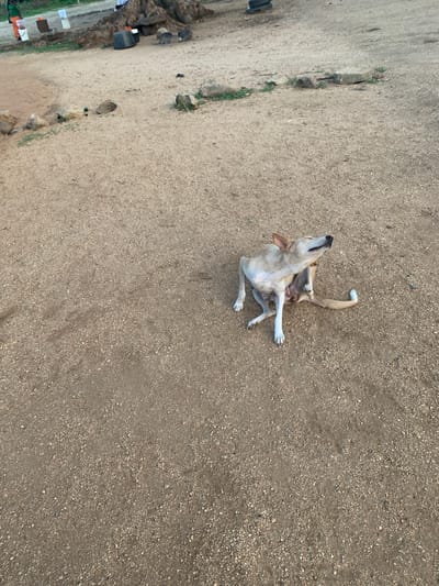 A medium-sized, light-brown dog is scratching itself with its hind leg while sitting on a dirt ground. The dog is facing to the right with its head tilted upwards. The ground is sandy and covered with small pebbles and some patches of dry grass. In the background, there are a few rocks and some debris, including what appears to be a large pile of dark material, possibly a mound of earth or rocks. There are also a few dark objects that could be buckets or containers. Further in the background, there are hints of vegetation and what might be structures, but they are out of focus. The lighting suggests it is daytime. The scene appears to be an outdoor, undeveloped area.