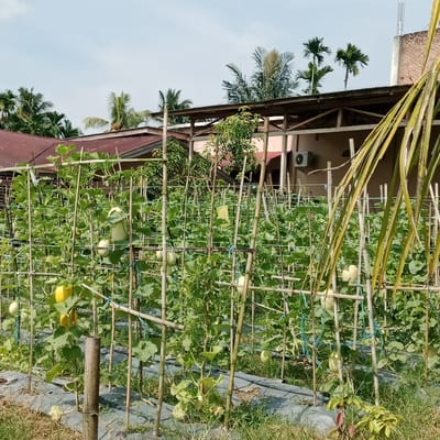 The image depicts an outdoor scene in Kilometer Delapan, Indonesia, featuring a melon field under a clear sky. The field is characterized by rows of melon plants growing on trellises constructed from bamboo poles and strings. Several melons, both green and yellow, are visible hanging from the vines. In the background, a building with a reddish-brown roof and a beige wall is partially obscured by the foliage of the melon plants and several palm trees. An air conditioning unit is mounted on the exterior wall of the building. The ground is covered with black plastic mulch and some dry grass. The overall scene suggests an agricultural setting under sunny conditions.